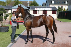 ARQANA11